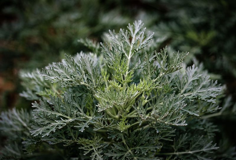 Wormwood Is Known To Repel Deer, Rabbits, And Mice Wormwood Is Known To Repel Deer, Rabbits, And Mice