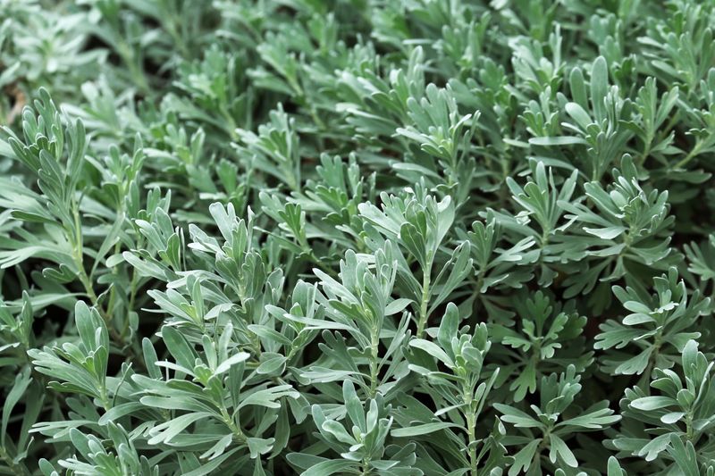 Wormwood Wormwood