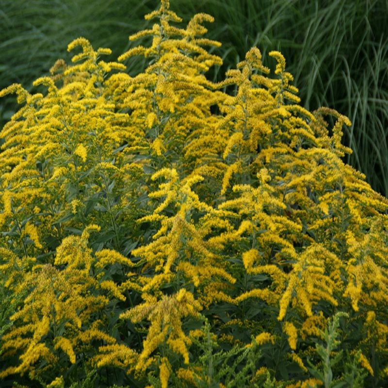 Wrinkleleaf Goldenrod Carries Color Into Fall