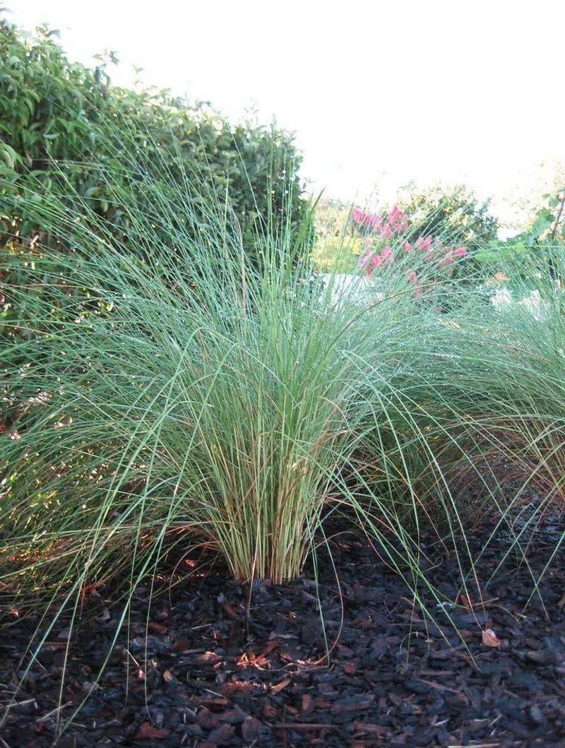 Wrong Placement Makes Sand Cordgrass Look Too Big