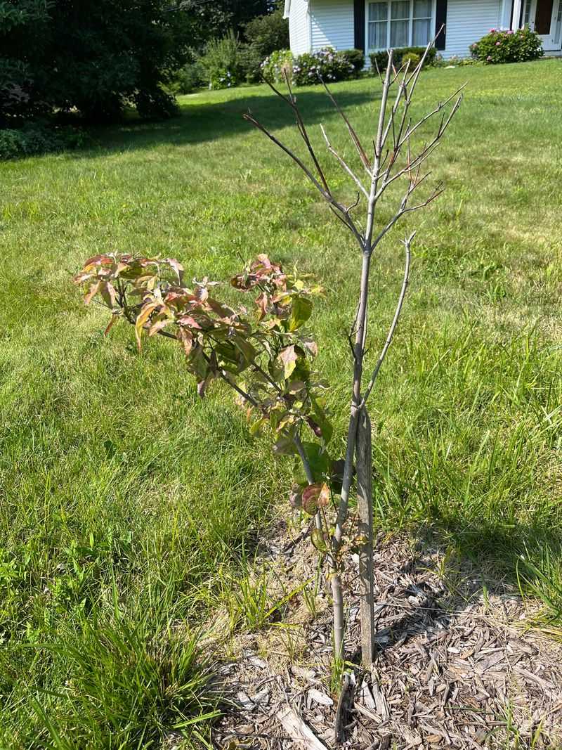 Wrong Plant Placement Makes Summer Damage Worse Wrong Plant Placement Makes Summer Damage Worse