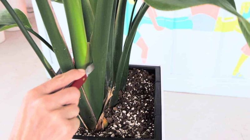 Wrong Pruning Or Cutting Back