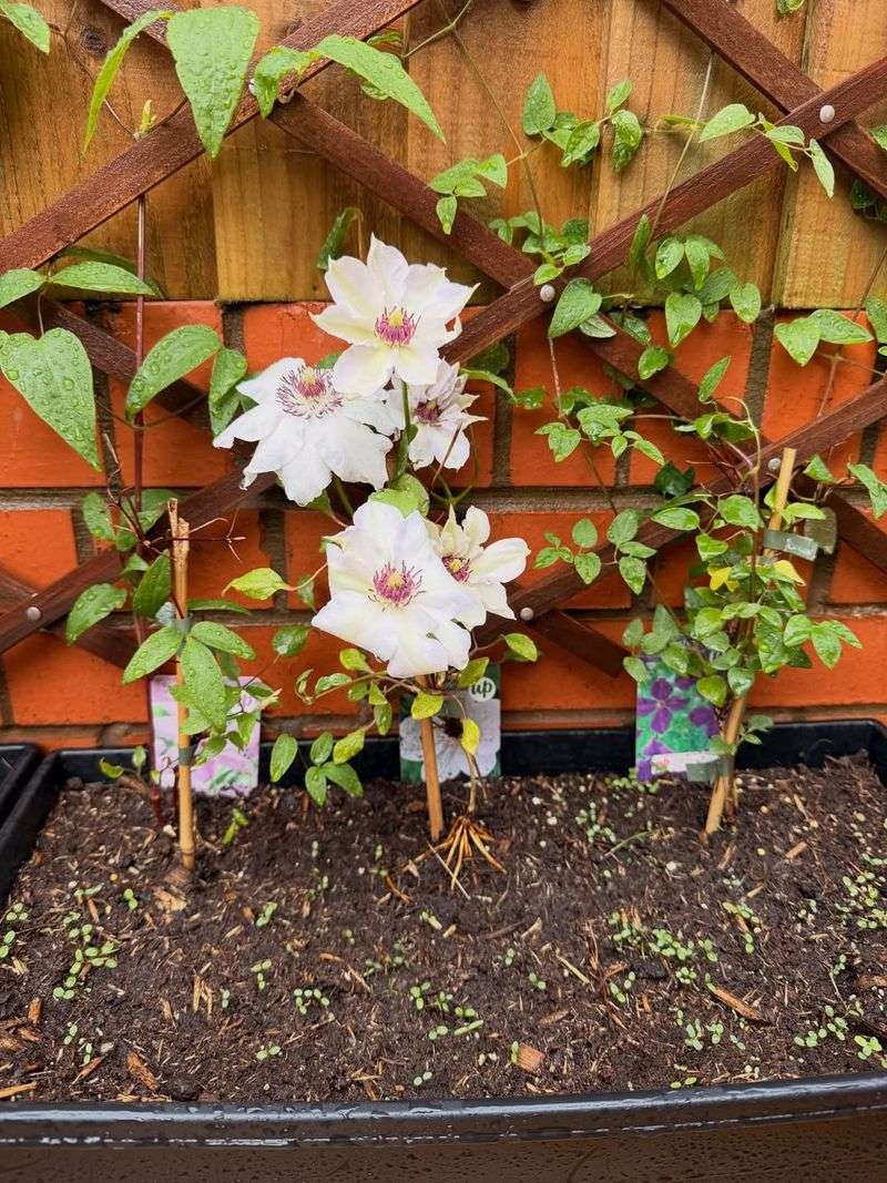 Wrong Pruning Time Or Technique