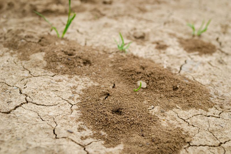 Wrong Treatments Make Your Mound Problem Worse Wrong Treatments Make Your Mound Problem Worse