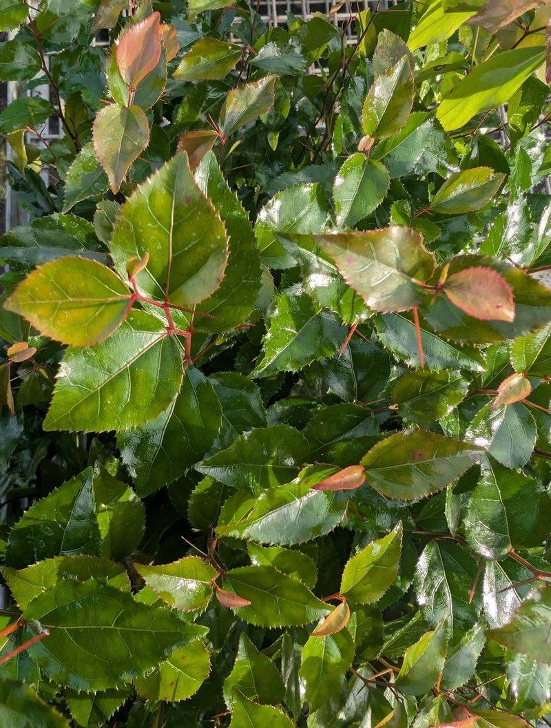 Xylosma Grows Into A Dense Backyard Screen Xylosma Grows Into A Dense Backyard Screen