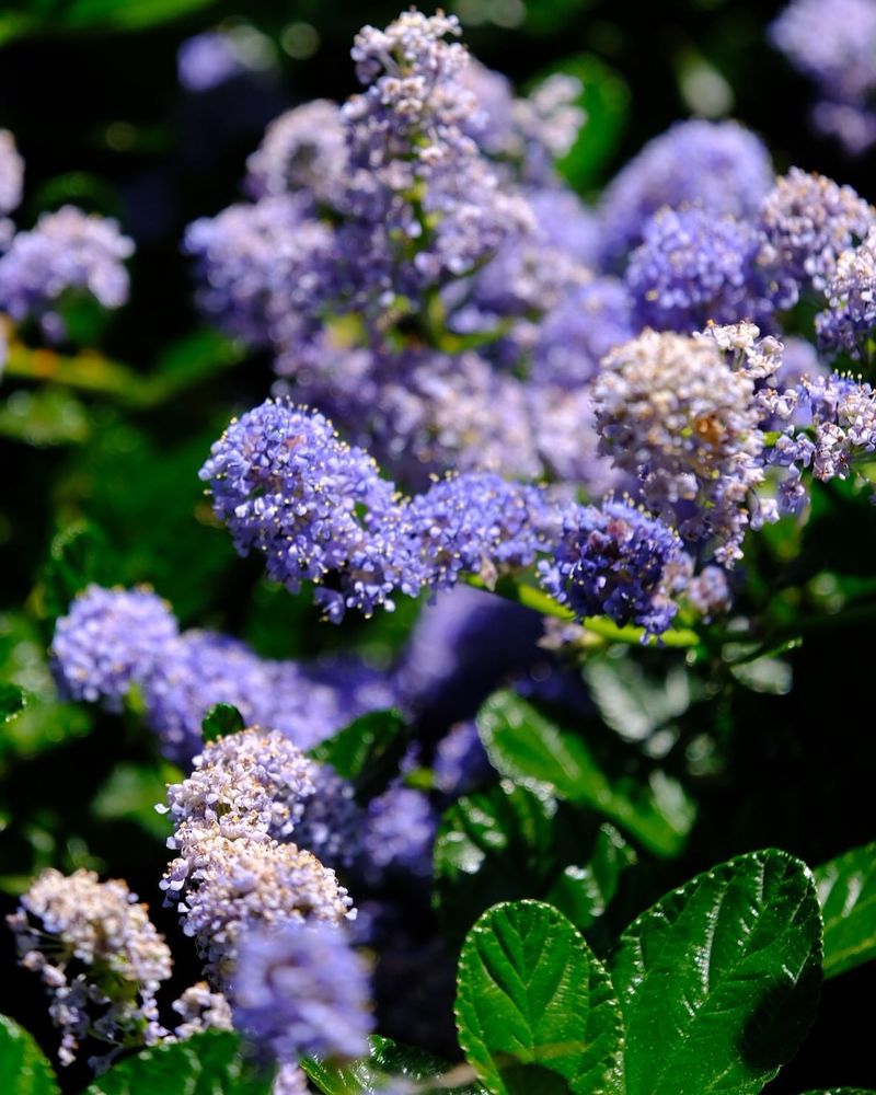 Yankee Point California Lilac Covers Sunny Ground
