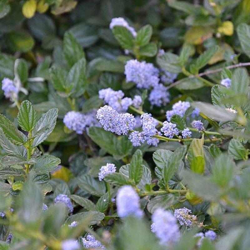 Yankee Point California Lilac Spreads Wide Yankee Point California Lilac Spreads Wide