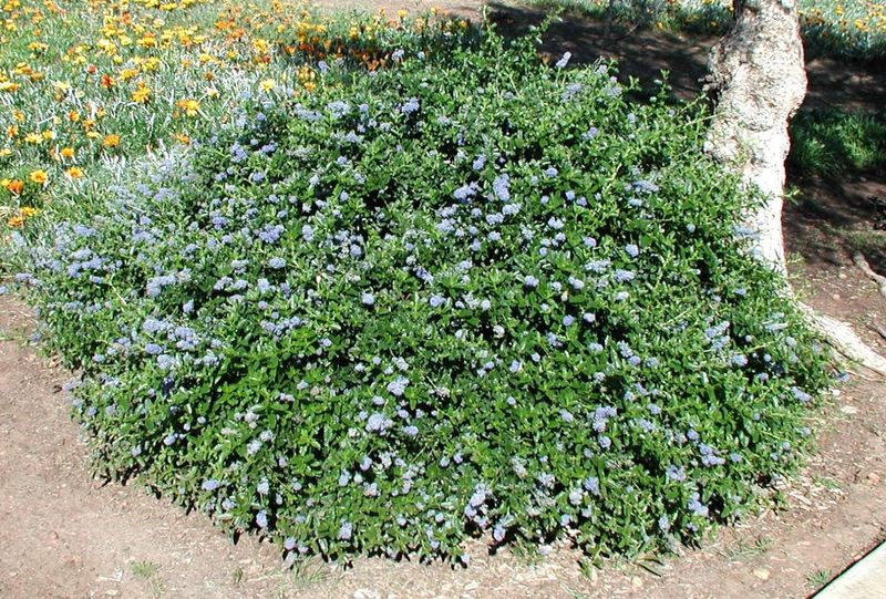 Yankee Point California Lilac Spreads Wide