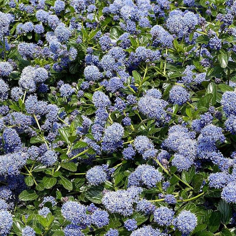 Yankee Point Ceanothus Spreads Across Sunny Slopes