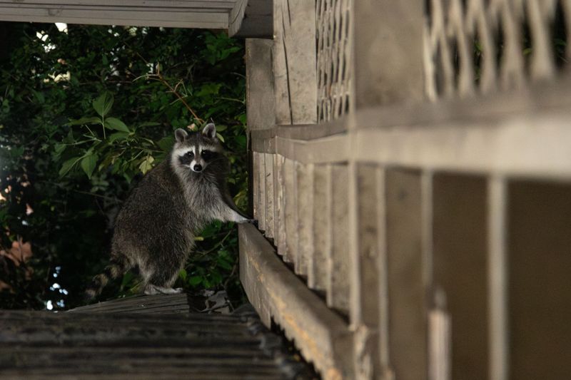 Yard And Home Features That Make Raccoons Want To Stay