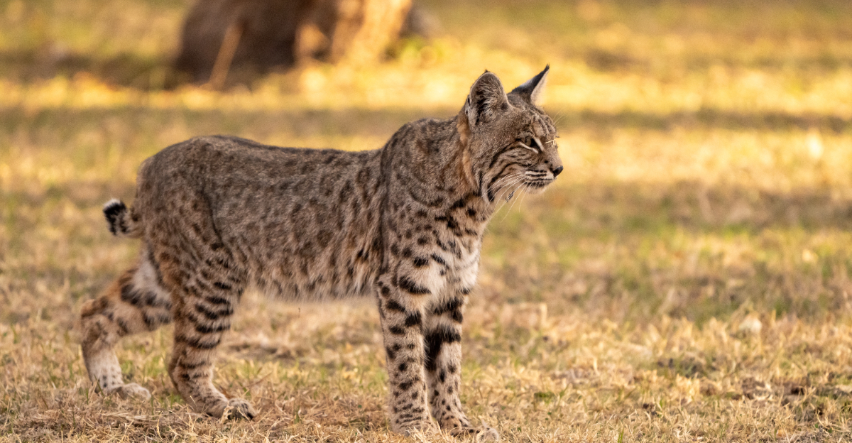 Bobcat (featured image)