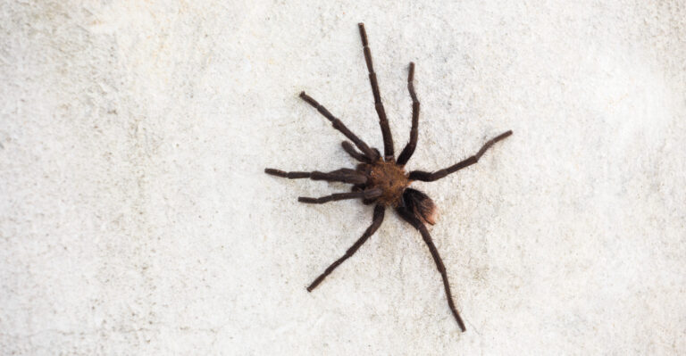 Tarantula (featured image)