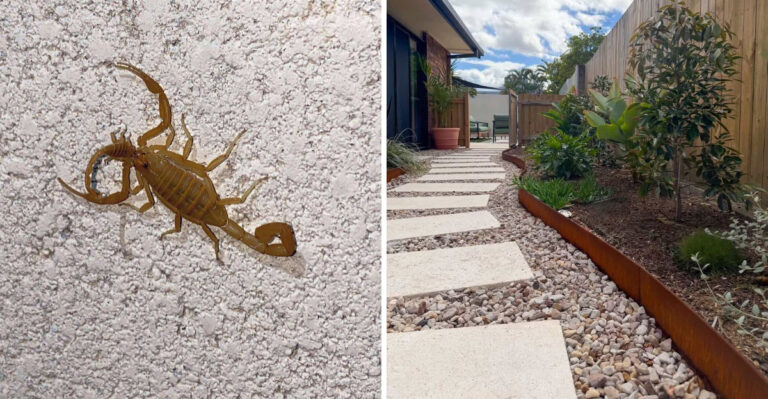 Yard Features Arizona Homeowners Have That Scorpions Absolutely Love