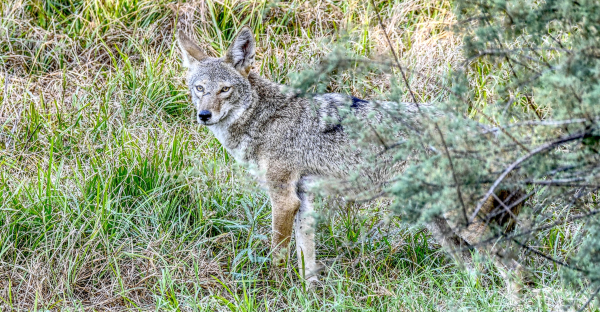 coyote (featured image)