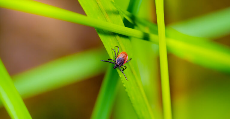 Yard Habits That Put Rhode Island Homeowners At Risk For Ticks