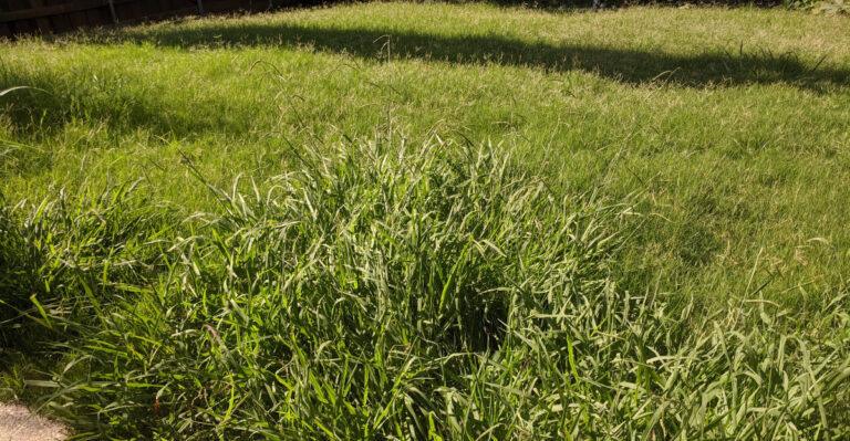 overgrown lawn