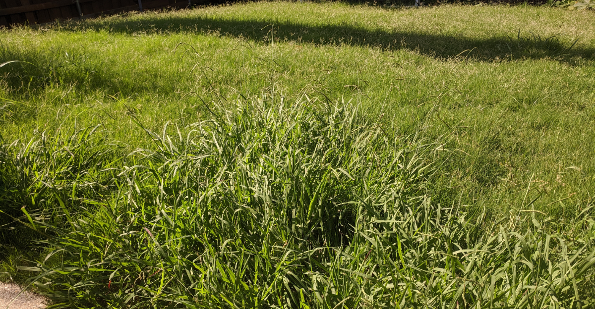 overgrown lawn