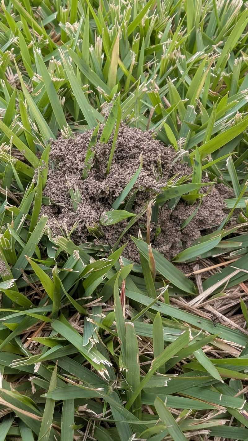 Yard Zones Where Fire Ant Mounds Show Up Most Yard Zones Where Fire Ant Mounds Show Up Most