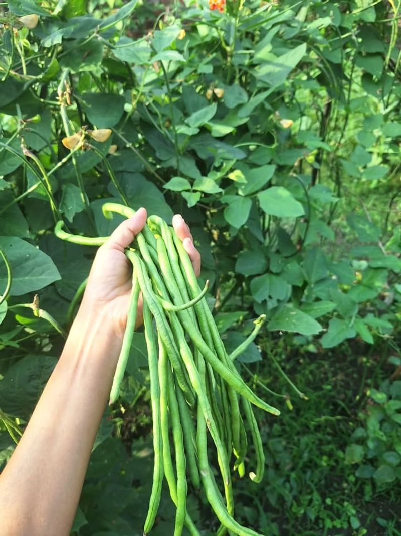 Yardlong Beans (Best For June Heat)
