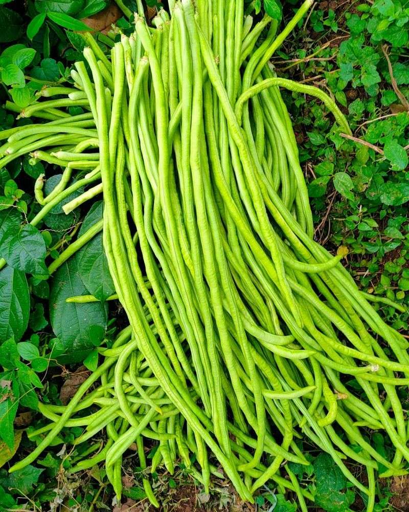 Yardlong Beans Flower For Months At A Time
