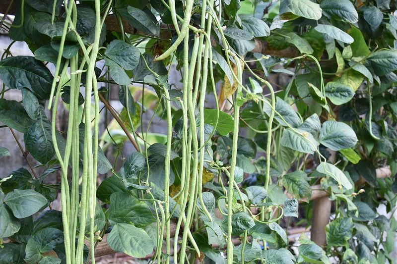 Yardlong Beans Handle Steamy Weather Yardlong Beans Handle Steamy Weather