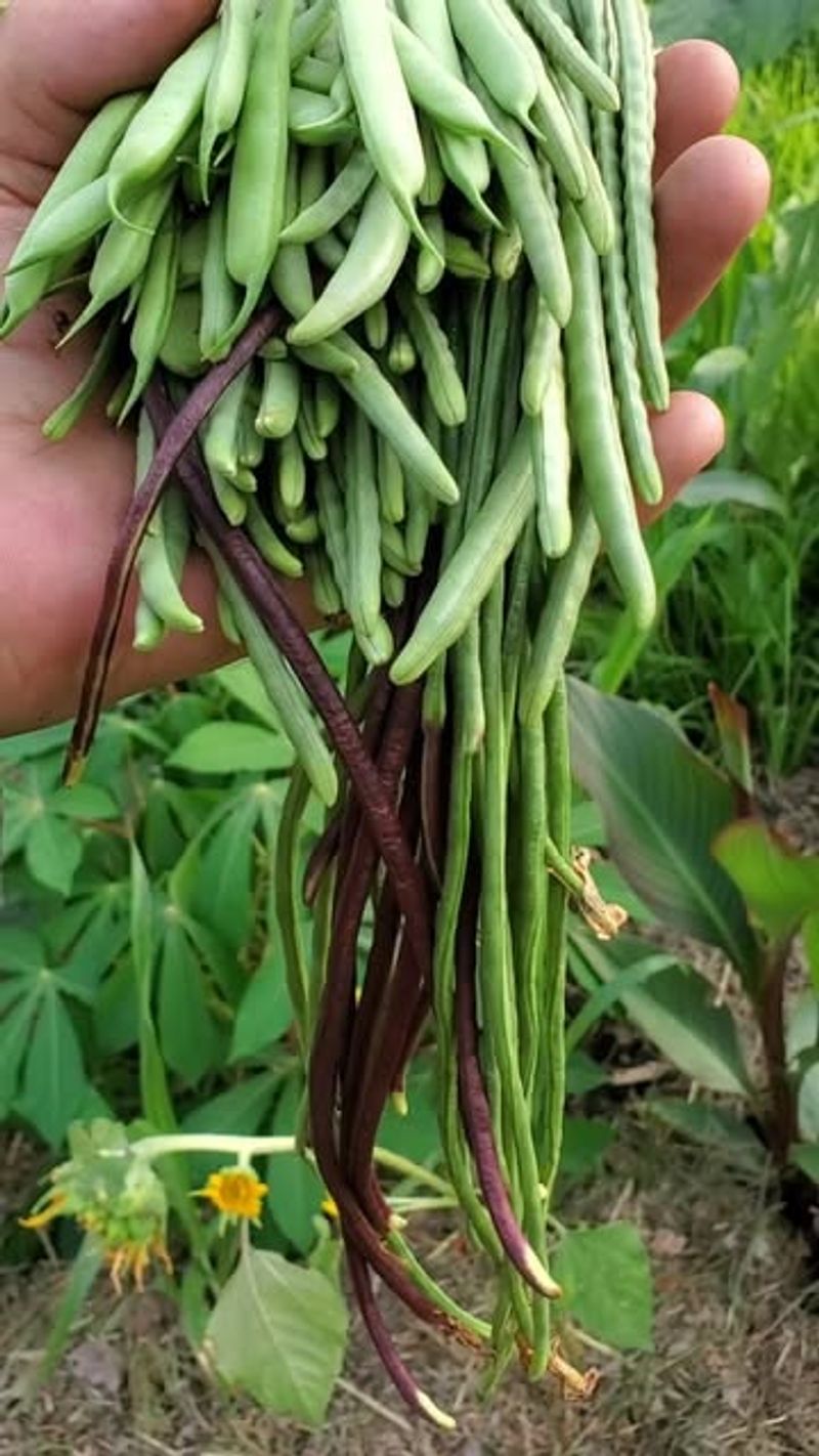 Yardlong Beans Keep Producing Through Summer Yardlong Beans Keep Producing Through Summer