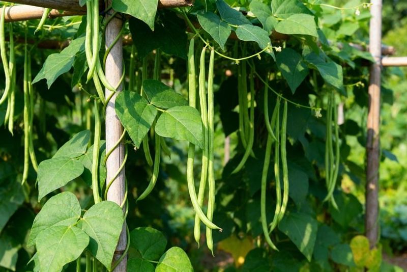 Yardlong Beans Stay Productive In Hot Weather