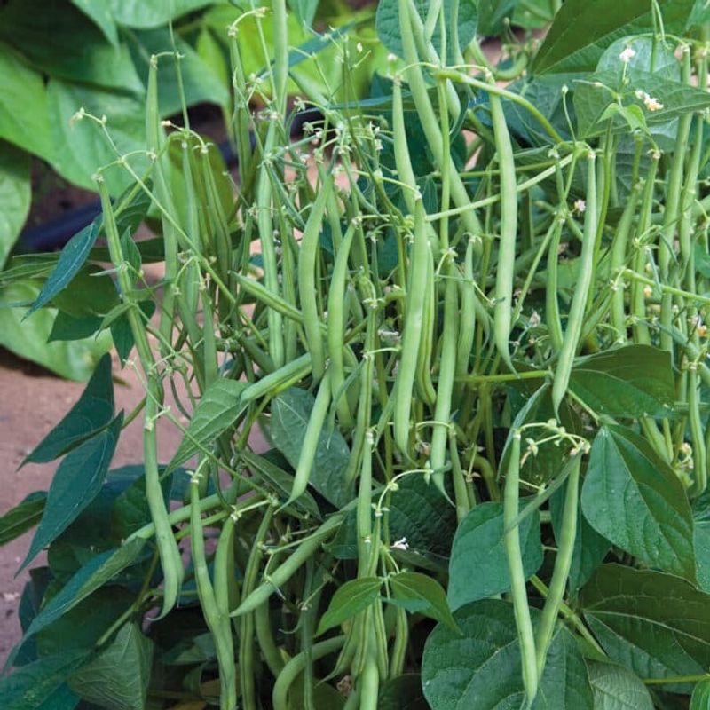 Yardlong Beans Thrive In Hot Summer Conditions