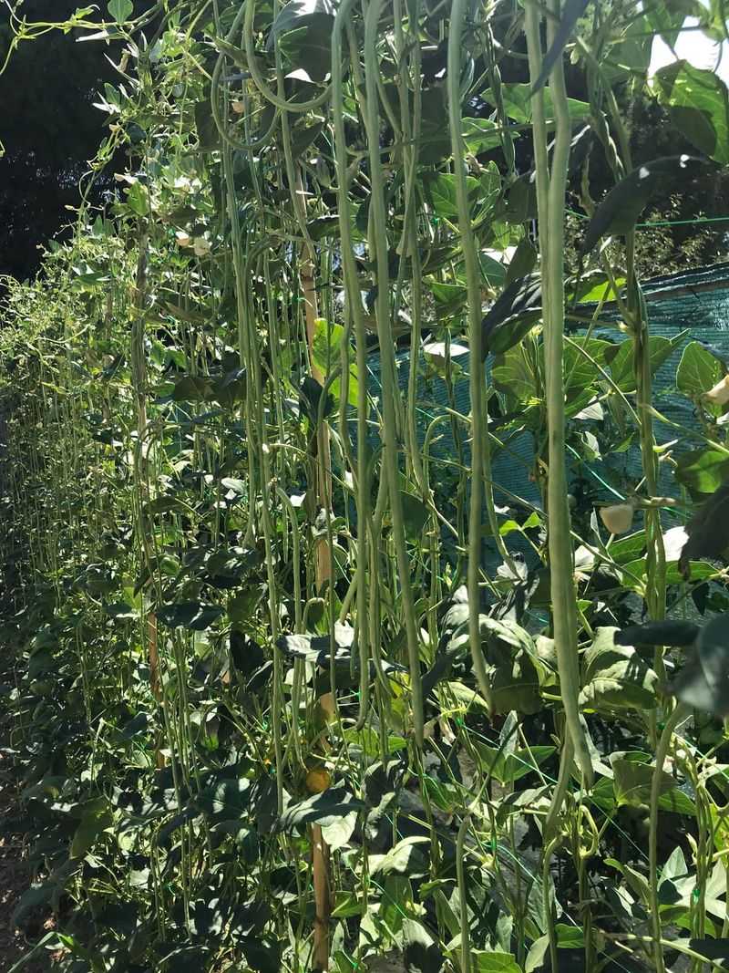 Yardlong Beans