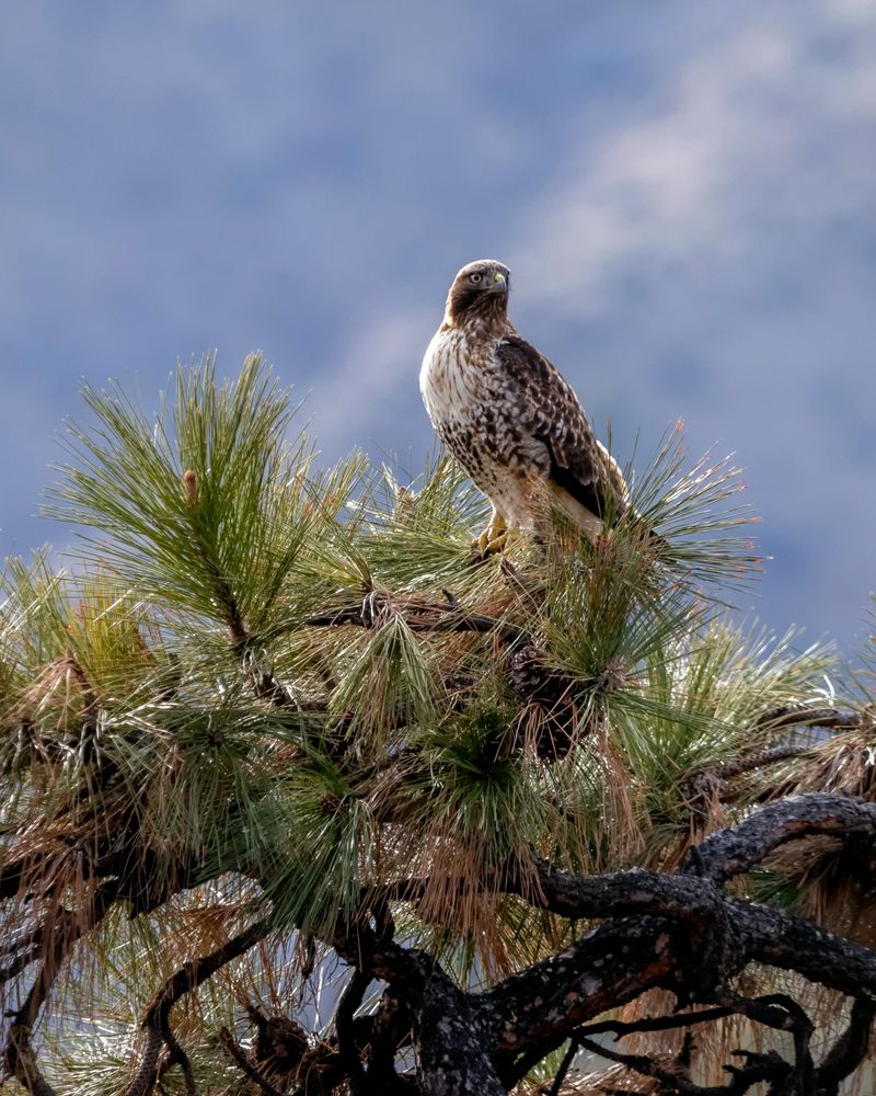 Yards That Border Woods Or Open Fields Make Prime Hawk Habitat