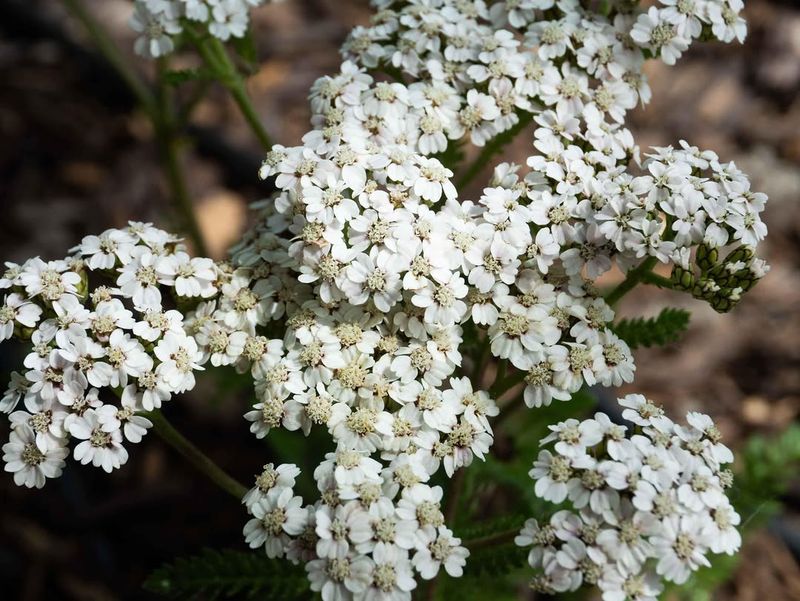 Yarrow 