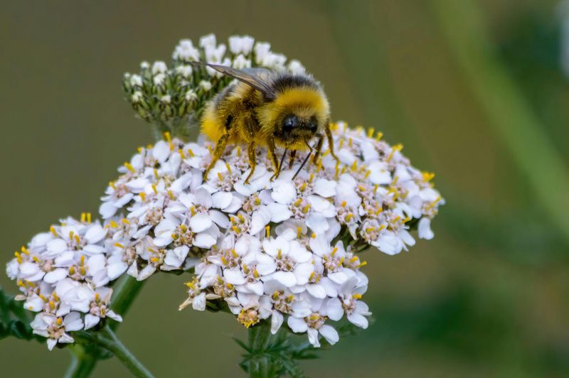 Yarrow Yarrow