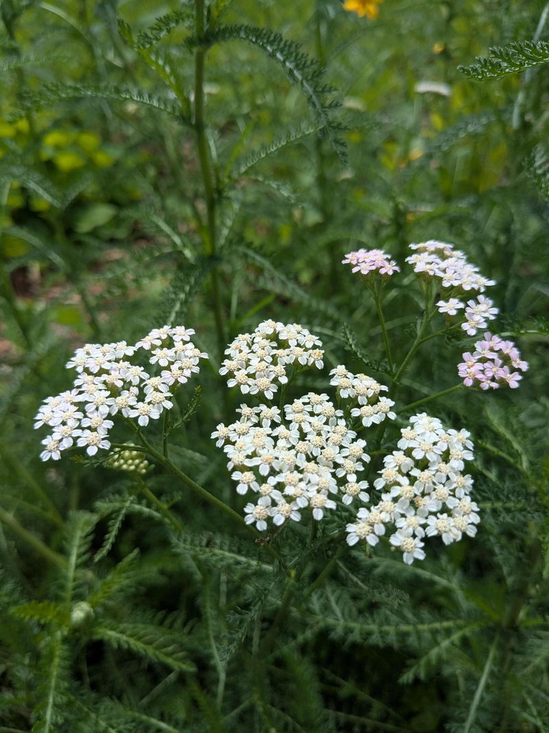 Yarrow Yarrow