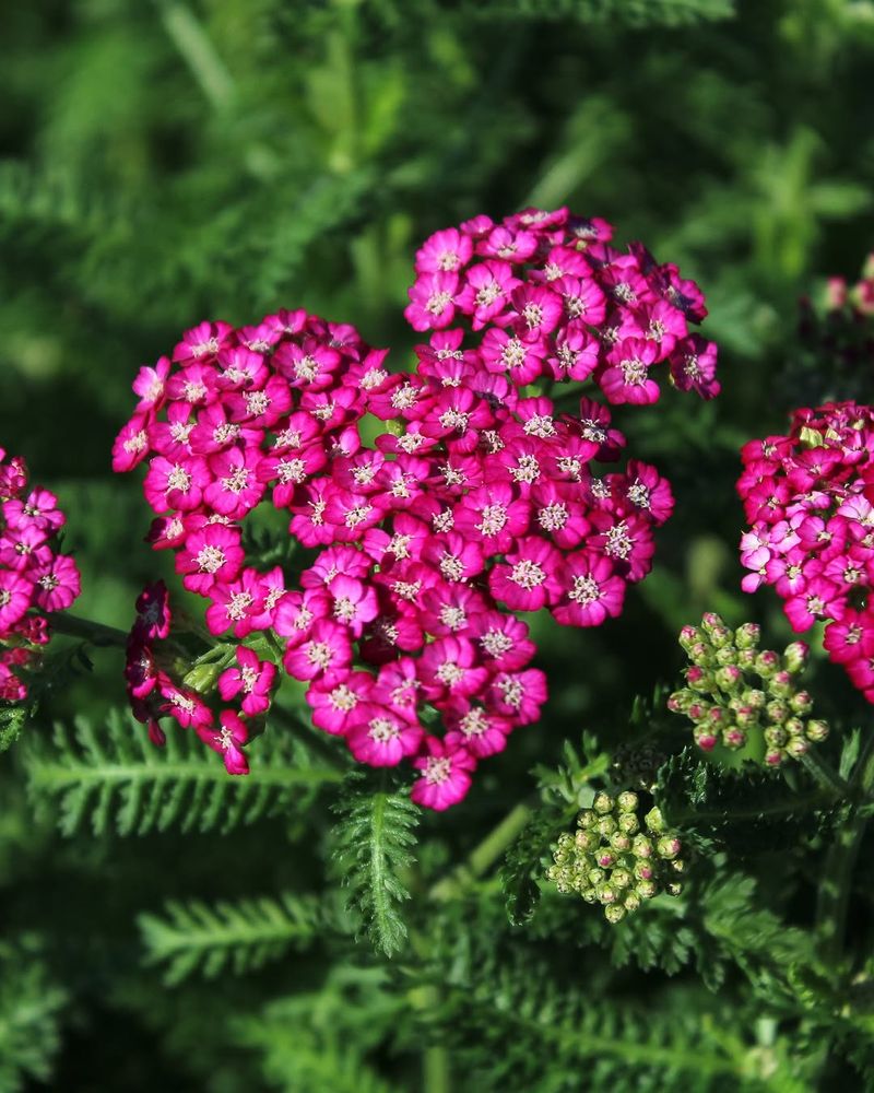 Yarrow 