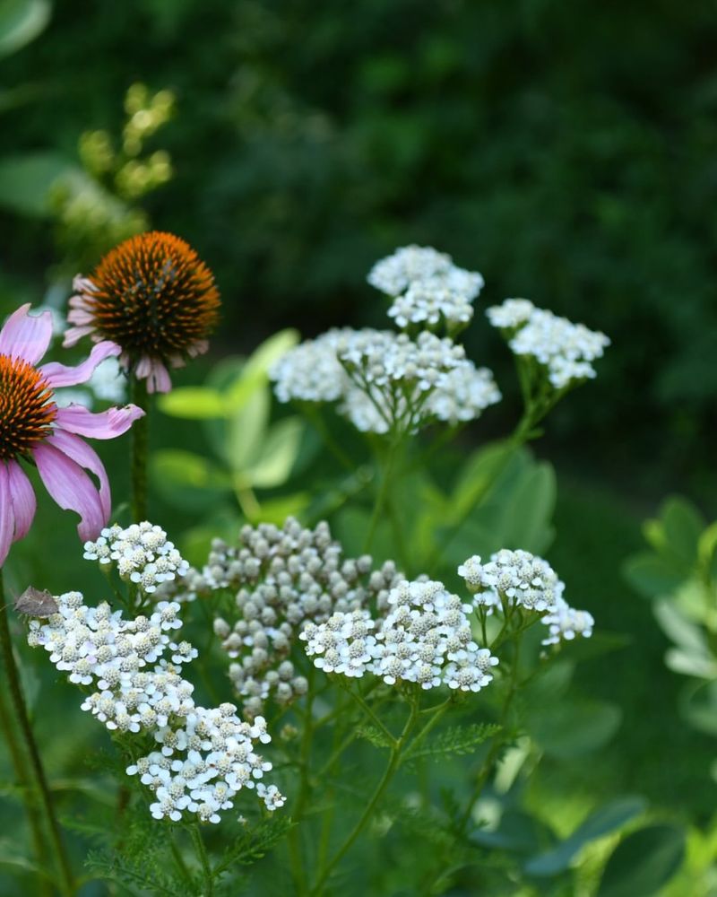 Yarrow