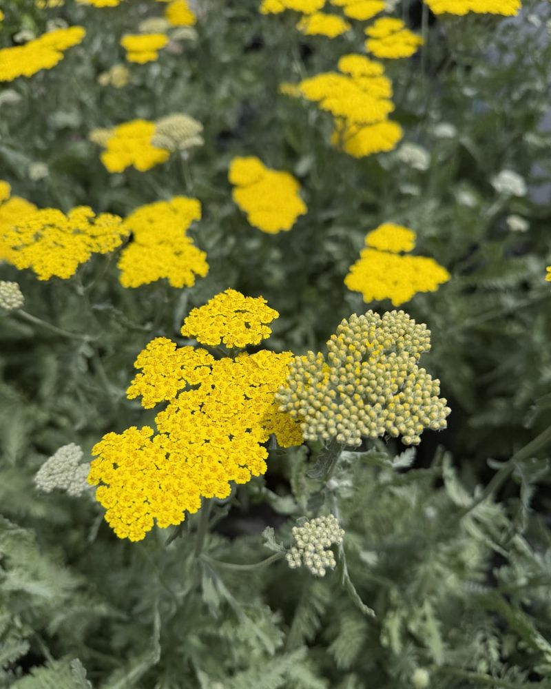 Yarrow (Achillea Millefolium)