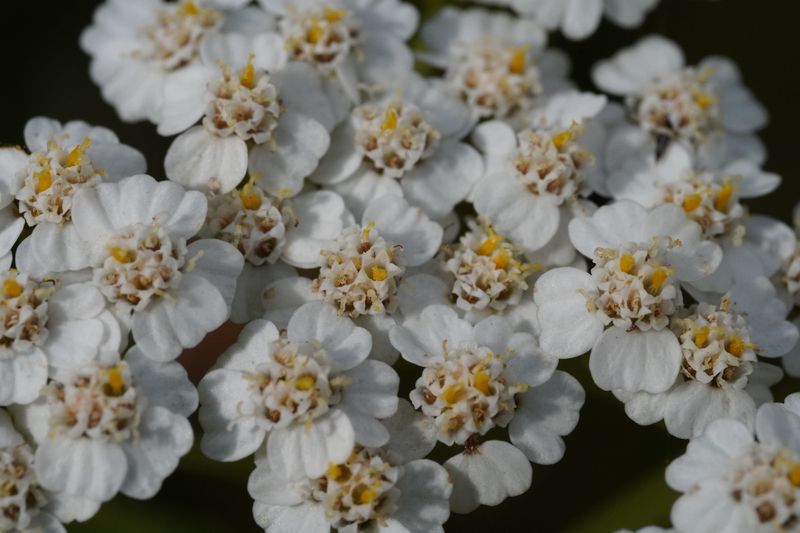 Yarrow (Achillea Millefolium)