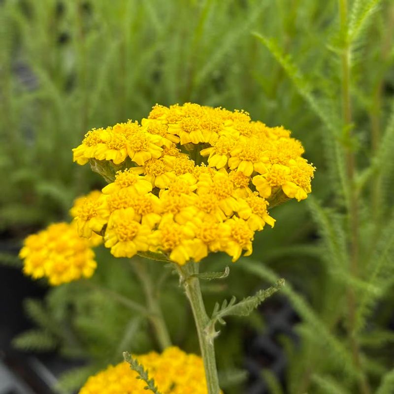 Yarrow (Achillea Millefolium)