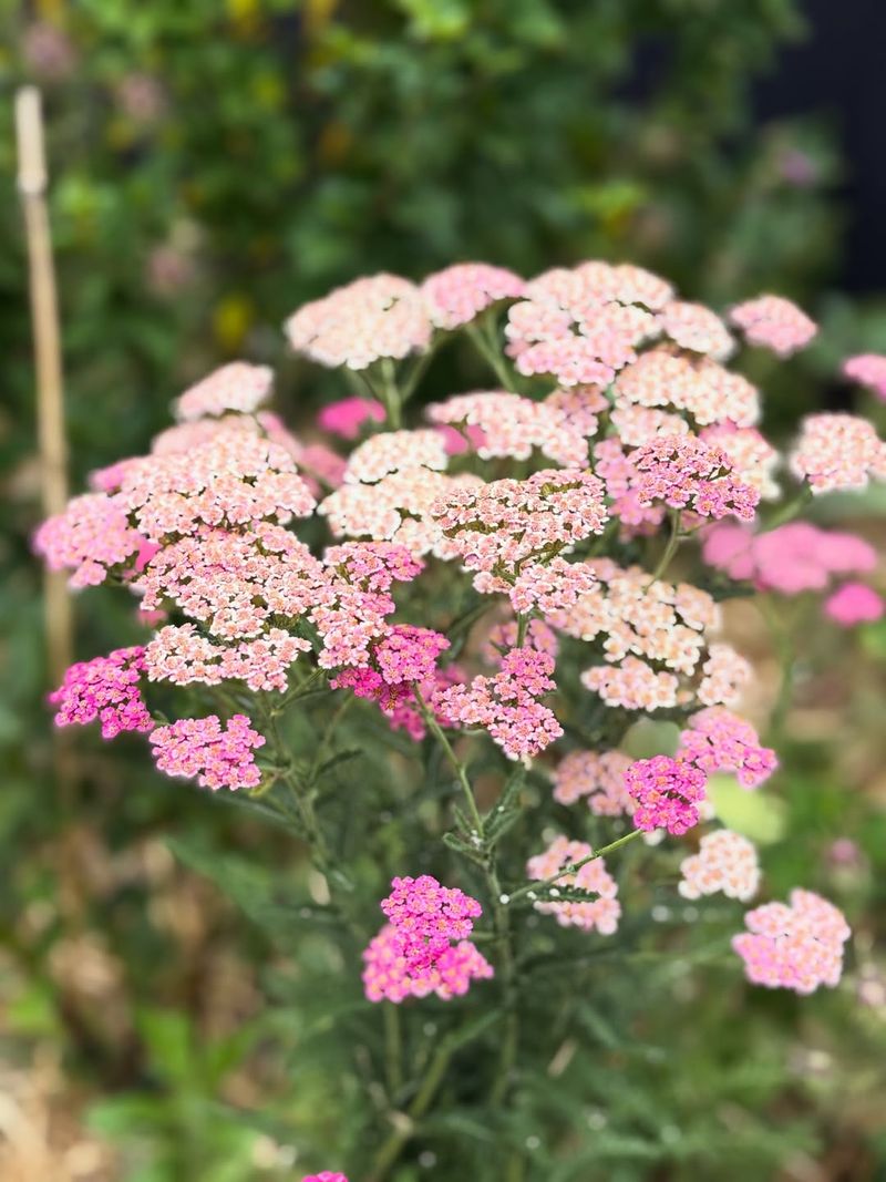 Yarrow Delivers More Color Without Buying More Plants