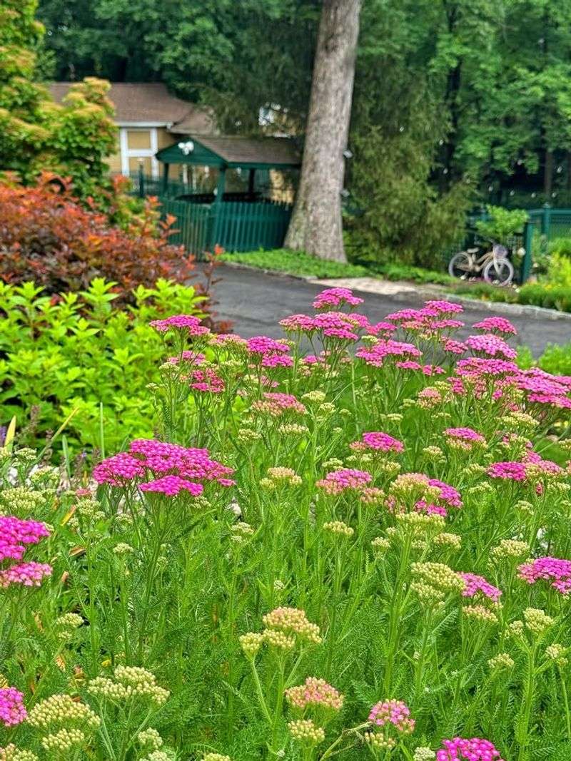 Yarrow Fills Sunny Gaps With Long-Lasting Blooms Yarrow Fills Sunny Gaps With Long-Lasting Blooms