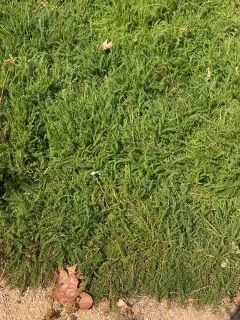 Yarrow Gives Lawns A Softer Meadow Look