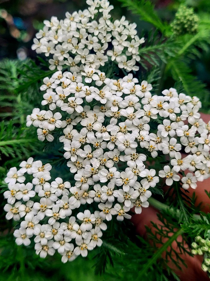 Yarrow Handles Neglect Better Than Attention