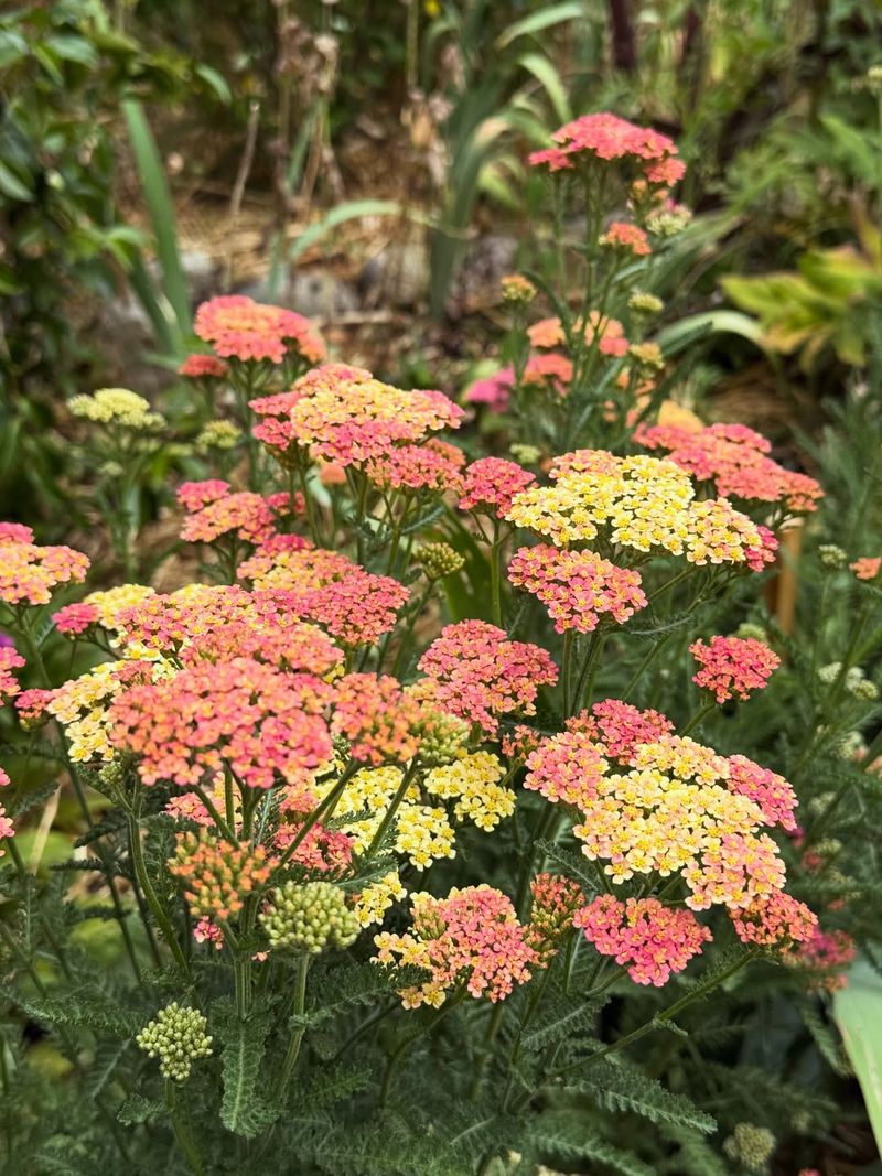 Yarrow Has Deep Roots In Michigan's Native Plant History