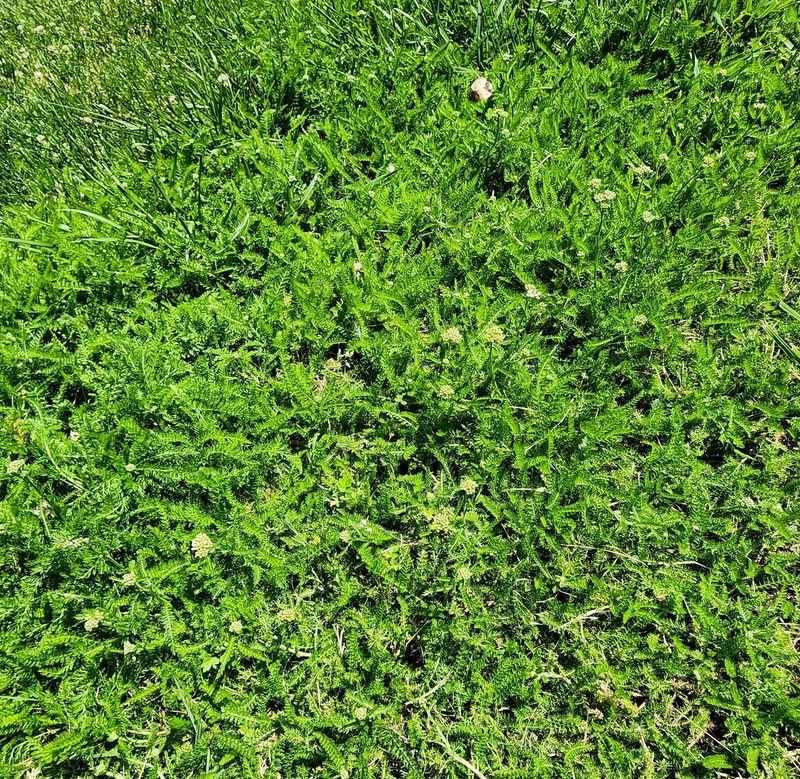 Yarrow Holds Sunny Slopes Without Ivy's Weight Yarrow Holds Sunny Slopes Without Ivy's Weight