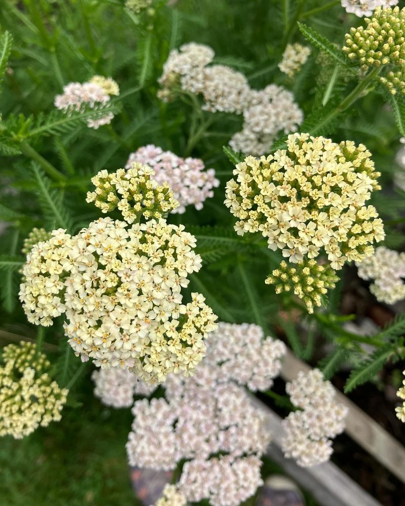 Yarrow Holds Up Through Dry Conditions