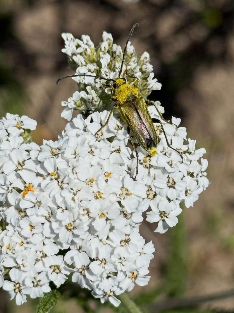 Yarrow In Your Garden Can Help Reduce Reliance On Chemical Sprays