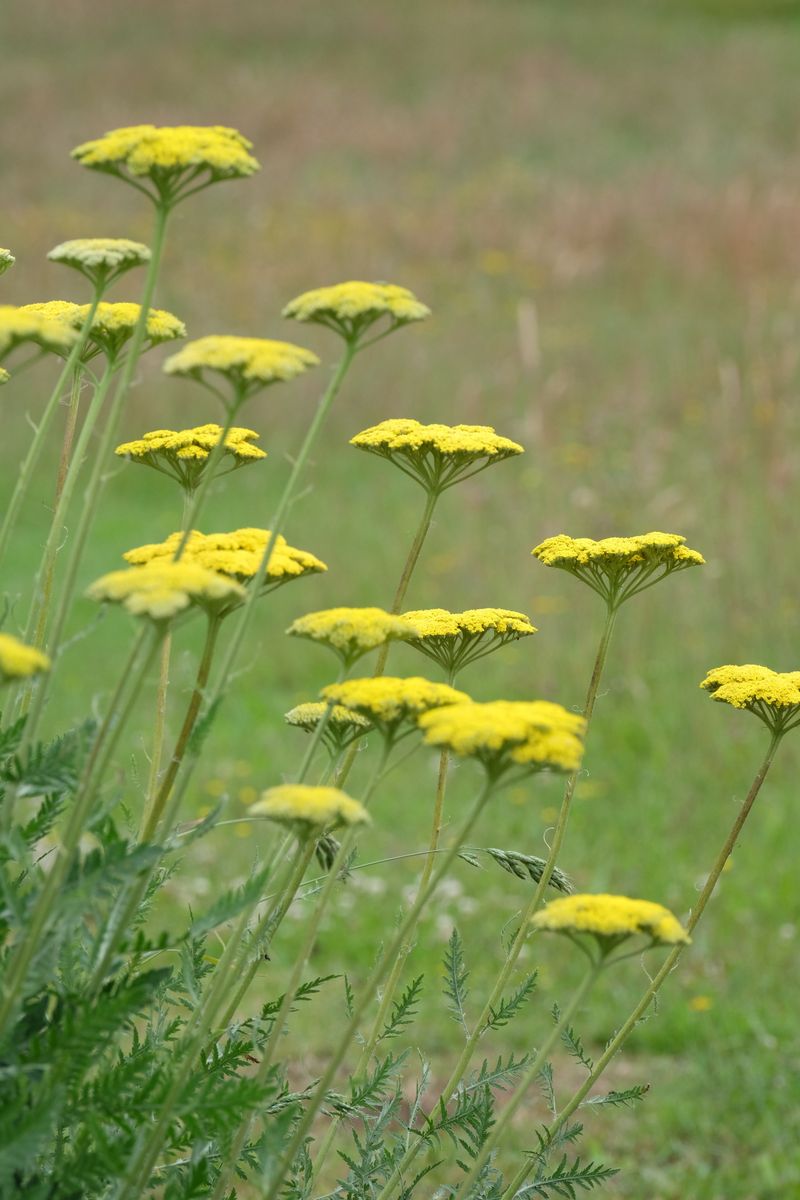 Yarrow Is Simply Not Worth Eating