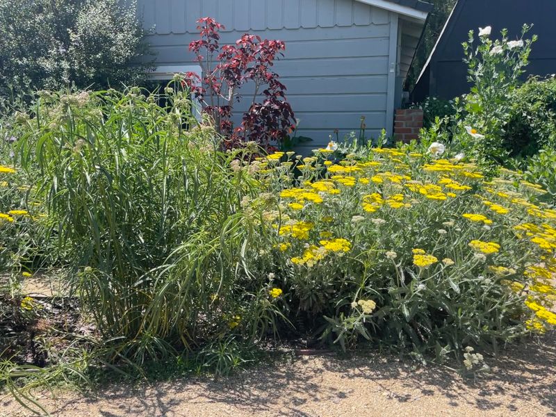 Yarrow Stays Fuller When It Is Cut Back Early Yarrow Stays Fuller When It Is Cut Back Early