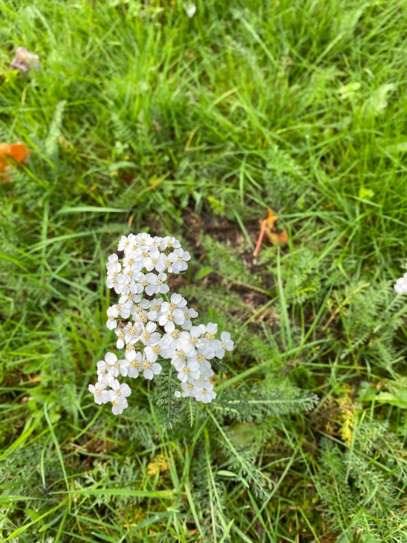 Yarrow Stays Low And Handles Dry Oregon Summers Yarrow Stays Low And Handles Dry Oregon Summers