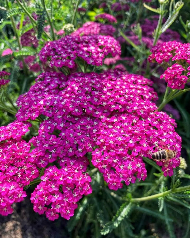 Yarrow Thrives In Poor Soil Where Other Plants Struggle